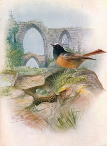 Redstart - Ruticilla phoenicurus, c1910, 1910 de George James Rankin