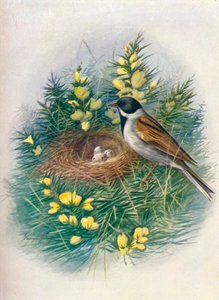Embriza schoeniclus, c1910, 1910