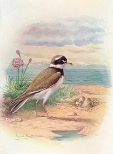 Tarambola-anelada - Aegialitis hiaticola, c1910, 1910 de George James Rankin