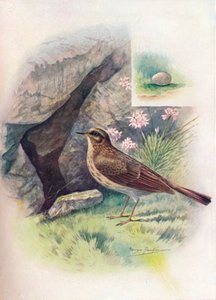 Pipita-de-rocha - Anthus obscurus, c1910, 1910