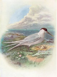 Andorinha-do-mar - Sterna cantiaca, c1910, 1910