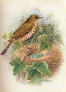 Song-Thrush ou Mavis - Turdus musicus, c1910, 1910