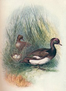 Pato-pelado - Fuligula cristata, c1910, 1910