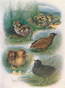 Tipos de filhotes nidifugos, c1910, 1910
