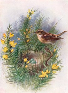 Whinchat - Pratincola rubetra, c1910, 1910 de George James Rankin