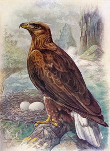 Haliaetus albicilla, c1910, 1910 de George James Rankin