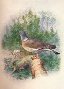 Pombo-comum ou pomba-comum - Columba palumbus, c1910, 1910