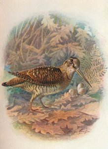 Galinhola - Scolopax rusticula, c1910, 1910