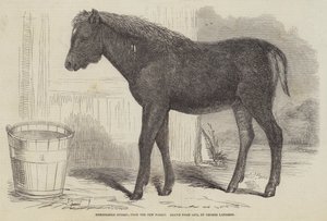 Híbrido Notável, da New Forest de George Landseer
