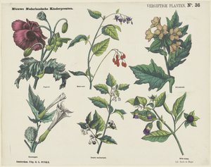 Plantas venenosas (título no objeto) Novas estampas infantis holandesas (título da série no objeto) de George Lodewijk Funke