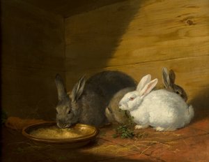 Coelhos de George Morland