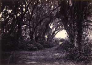 Bonaventure, Savannah, Geórgia de George N. Barnard