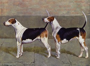 O colono e cardeal dos Foxhounds de Puckeridge de George Paice