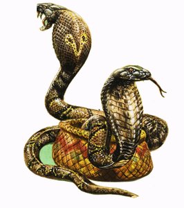 Cobras Rei de George R. Radcliffe