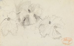 Estudo das Folhas 1 de George Romney