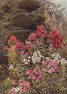 Phlox de George Samuel Elgood