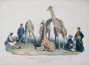 Jardins Zoológicos, Regent