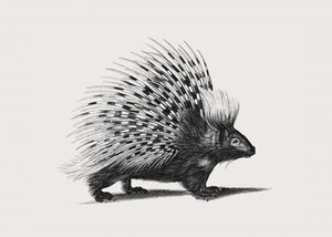 Ilustração de um porco-espinho de George Shaw