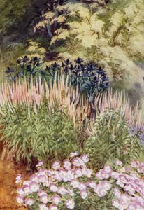 Veronica spicata rosea, com Eryngiums e Violas (cor litho) de George Soper