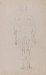 Uma exposição anatómica comparativa da estrutura do corpo humano com a de um tigre e de uma ave comum: Figura humana, vista posterior (Estudo adicional para a Tabela XII) de George Stubbs