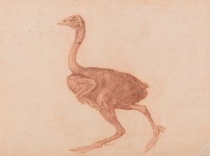 Uma exposição anatómica comparativa da estrutura do corpo humano com a de um tigre e de uma ave comum: Galinha de Dorking, Vista Lateral de George Stubbs