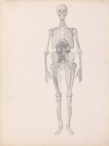 Uma exposição anatómica comparativa da estrutura do corpo humano com a de um tigre e de uma ave comum:  Figura Humana, Vista Anterior (Estudo Finalizado da Fase Final da Dissecação) de George Stubbs