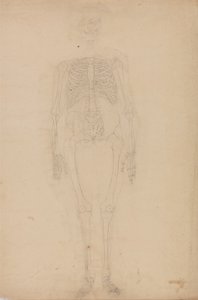 Uma exposição anatómica comparativa da estrutura do corpo humano com a de um tigre e de uma ave comum: Esqueleto humano, vista anterior de George Stubbs