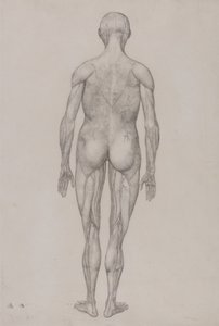 Uma exposição anatómica comparativa da estrutura do corpo humano com a de um tigre e de uma ave comum: Figura humana, vista posterior (quase idêntica ao desenho acabado para o quadro XII) de George Stubbs