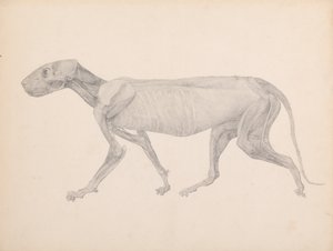 Uma exposição anatómica comparativa da estrutura do corpo humano com a de um tigre e de uma ave comum:  Corpo de Tigre, Vista Lateral (Desenho Finalizado para Tabela Inédita; Mostra a Terceira Etapa da Dissecação) de George Stubbs