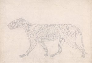 Uma exposição anatómica comparativa da estrutura do corpo humano com a de um tigre e de uma ave comum: Tigre, Vista Lateral (Estudo do Esboço do Suprimento de Sangue da Superfície, Preparado para a Figura Chave da Tabela IX) de George Stubbs