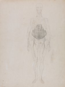 Uma exposição anatómica comparativa da estrutura do corpo humano com a de um tigre e de uma ave comum: Figura humana, vista anterior (em grande parte em contorno) de George Stubbs