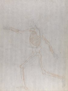 Uma exposição anatómica comparativa da estrutura do corpo humano com a de um tigre e de uma ave comum: Esqueleto Humano, Vista Lateral de George Stubbs