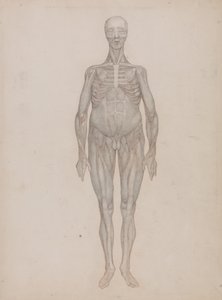 Uma exposição anatómica comparativa da estrutura do corpo humano com a de um tigre e de uma ave comum: Figura humana, vista anterior (destinada a uma placa que nunca foi publicada) de George Stubbs