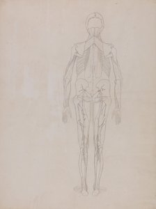 Uma exposição anatómica comparativa da estrutura do corpo humano com a de um tigre e de uma ave comum: Figura Humana, Vista Posterior (Desenho esquemático para a figura-chave de uma placa não publicada) de George Stubbs