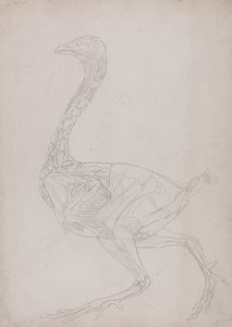 Uma exposição anatómica comparativa da estrutura do corpo humano com a de um tigre e de uma galinha comum:  Corpo de galinha, vista lateral (Desenho esquemático, relacionado com a Tabela XV) de George Stubbs
