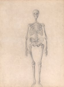 Uma exposição anatómica comparativa da estrutura do corpo humano com a de um tigre e de uma ave comum: Esqueleto Humano, Vista Anterior (Estudo Finalizado para a Tabela I) de George Stubbs