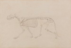Uma exposição anatómica comparativa da estrutura do corpo humano com a de um tigre e de uma ave comum: Esqueleto de Tigre, Vista Lateral (Estudo altamente acabado para a Tabela IV) de George Stubbs