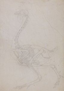 Uma exposição anatómica comparativa da estrutura do corpo humano com a de um tigre e de uma galinha comum:  Esqueleto de galinha, vista lateral (esboço de desenho) de George Stubbs