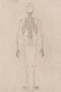 Uma exposição anatómica comparativa da estrutura do corpo humano com a de um tigre e de uma ave comum: Esqueleto Humano, Vista Posterior (Relacionado com a Tabela II) de George Stubbs