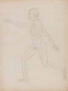 Uma exposição anatómica comparativa da estrutura do corpo humano com a de um tigre e de uma ave comum: Figura Humana, Vista Lateral de George Stubbs