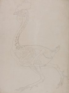Uma exposição anatómica comparativa da estrutura do corpo humano com a de um tigre e de uma galinha comum:  Esqueleto de galinha, vista lateral de George Stubbs