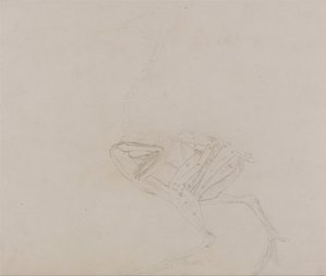 Uma exposição anatómica comparativa da estrutura do corpo humano com a de um tigre e de uma ave comum:  Corpo de galinha de Dorking, vista lateral (Estudo dos músculos do corpo e dos membros numa fase posterior da dissecação) de George Stubbs
