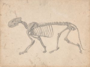 Uma exposição anatómica comparativa da estrutura do corpo humano com a de um tigre e de uma ave comum: Esqueleto de Tigre, Vista Lateral (Estudo Finalizado para a Tabela IV) de George Stubbs