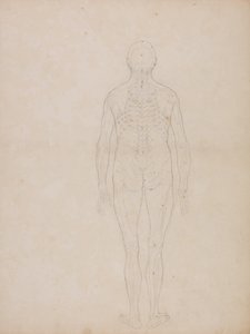 Uma exposição anatómica comparativa da estrutura do corpo humano com a de um tigre e de uma ave comum: Figura Humana, Vista Posterior de George Stubbs