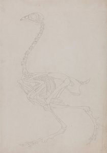 Uma exposição anatómica comparativa da estrutura do corpo humano com a de um tigre e de uma galinha comum:  Esqueleto de galinha, vista lateral de George Stubbs