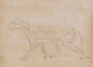 Uma exposição anatómica comparativa da estrutura do corpo humano com a de um tigre e de uma ave comum:  Corpo do Tigre, Vista Lateral (Desenho esquemático de um índice) de George Stubbs