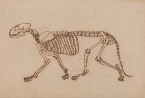 Uma exposição anatómica comparativa da estrutura do corpo humano com a de um tigre e de uma ave comum: Esqueleto de Tigre, Vista Lateral de George Stubbs