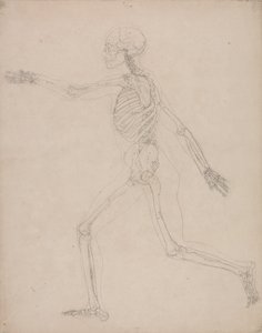 Uma exposição anatómica comparativa da estrutura do corpo humano com a de um tigre e de uma ave comum: Esqueleto Humano, Vista Lateral de George Stubbs