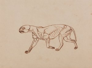 Uma exposição anatómica comparativa da estrutura do corpo humano com a de um tigre e de uma ave comum:  Corpo de Leopardo, Vista Lateral de George Stubbs
