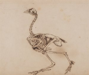 Uma exposição anatómica comparativa da estrutura do corpo humano com a de um tigre e de uma ave comum:  Esqueleto de galinha de Dorking, vista lateral (provavelmente preparado para um índice não publicado) de George Stubbs